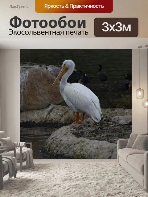 Фотообои белый пеликан