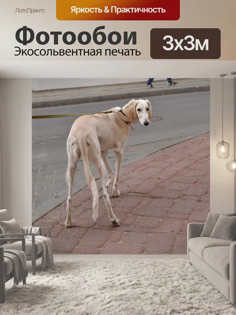 Фотообои Собака