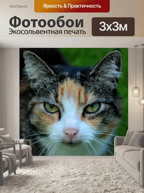 Фотообои Кошки