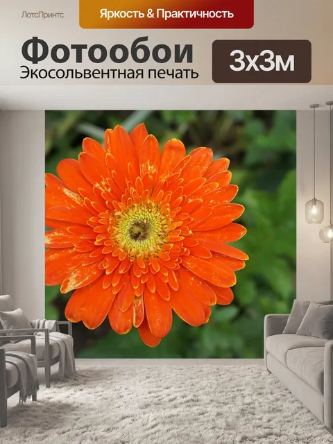 Фотообои Гербера