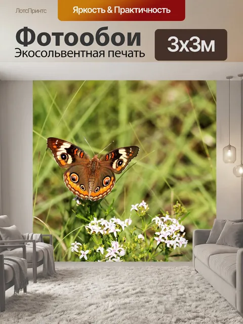 Фотообои Бакейская бабочка на белом фоне