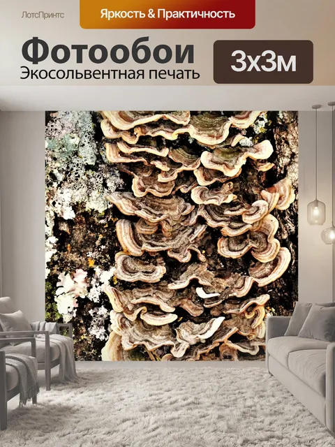 Фотообои Коричневый кронштейн грибок крупным план