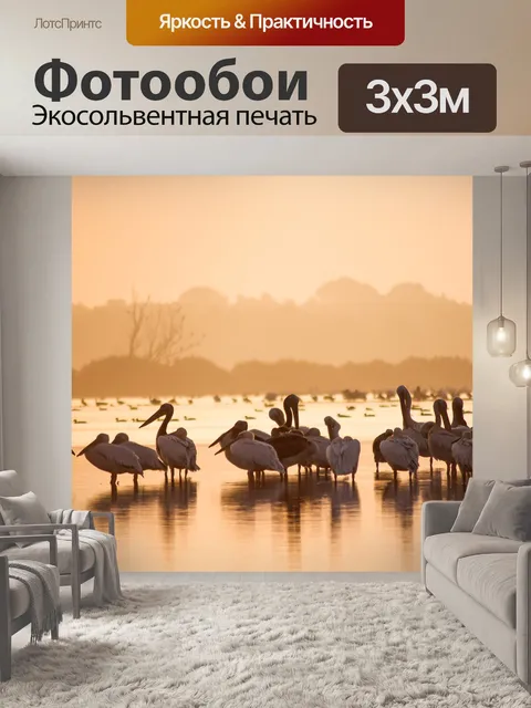 Фотообои Большие белые пеликаны
