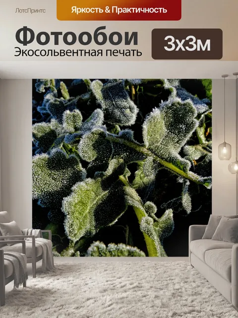 Фотообои Мороз на листьях