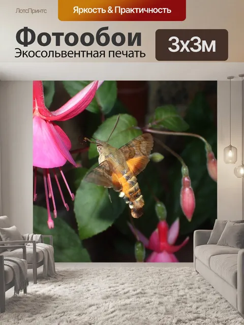 Фотообои Колибри