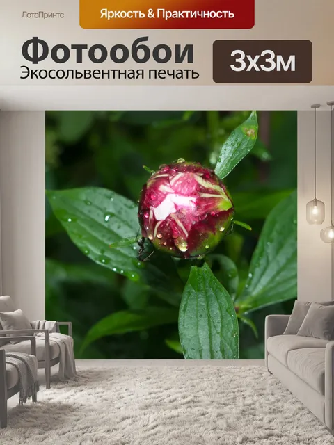 Фотообои пион цветок