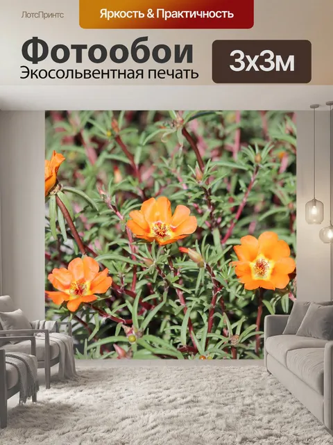 Фотообои Портулак