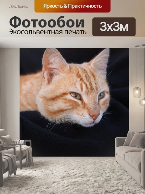 Фотообои Кот