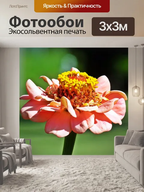 Фотообои Цинния
