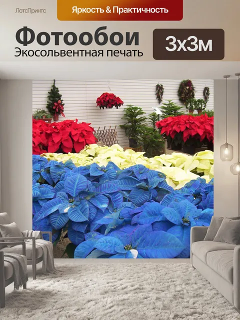 Фотообои Красный, белый, голубой и Poinsettias