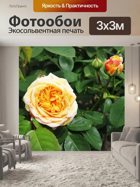 Фотообои Роза