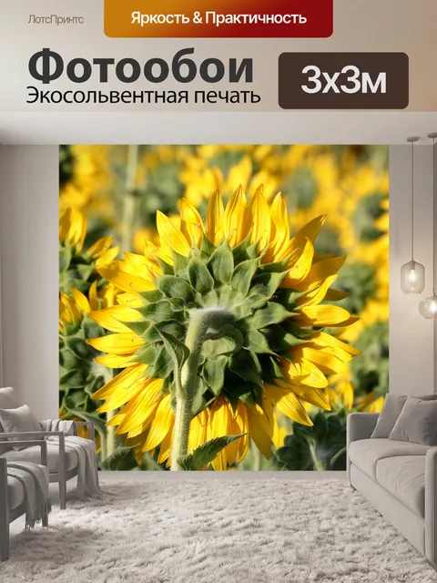 Фотообои Подсолнечник