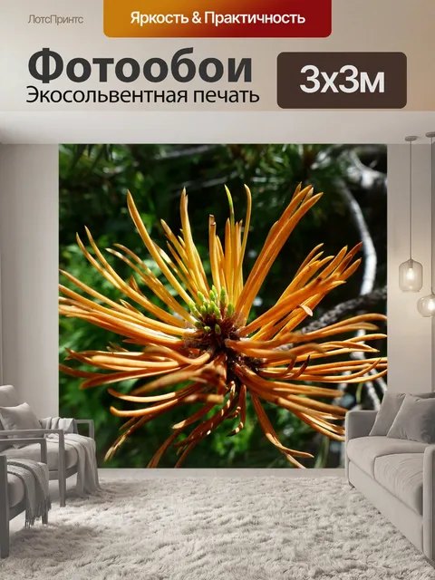 Фотообои Горная сосна