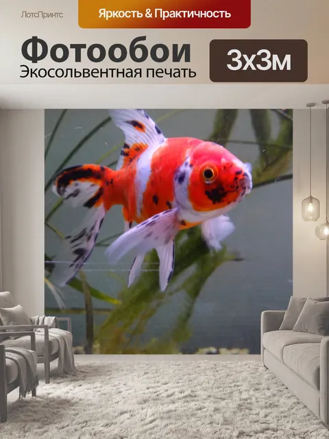 Фотообои Shubunkin