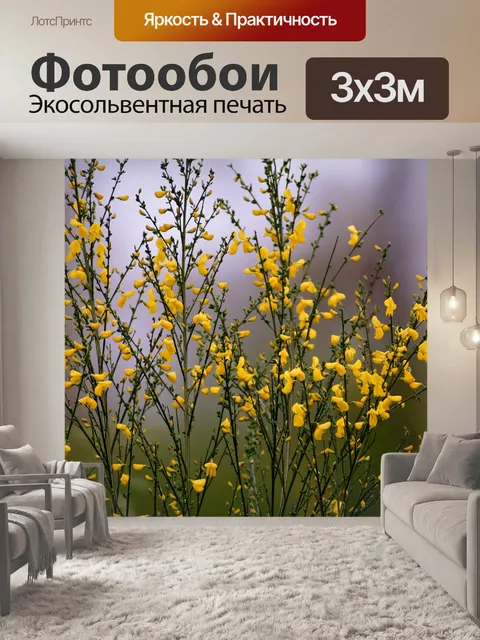 Фотообои Метла