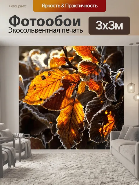 Фотообои Листья листвы бука осенью