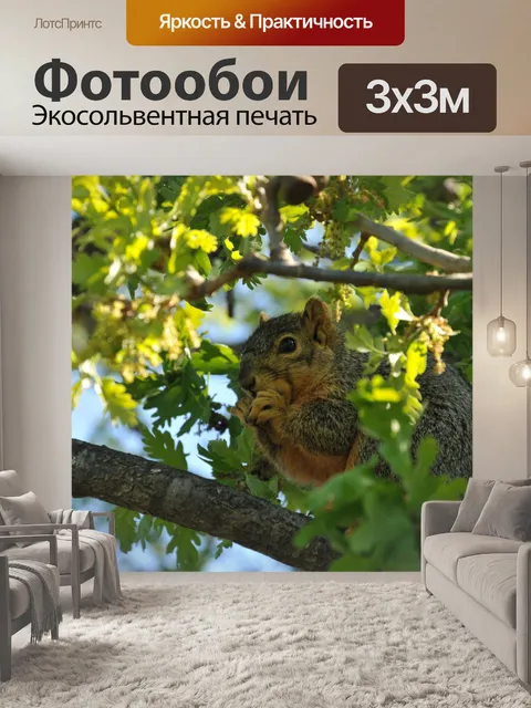 Фотообои Белка в дерево 2