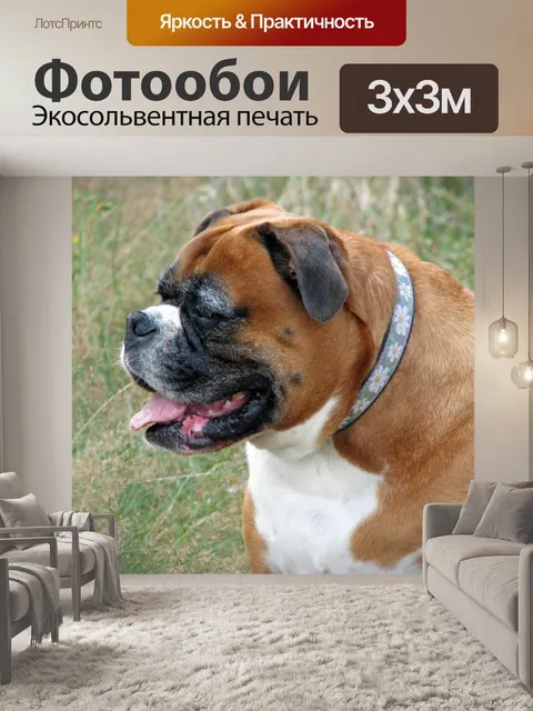 Фотообои Боксер собака