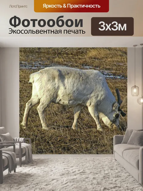 Фотообои Олени на Шпицбергене