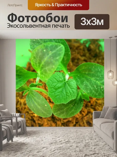 Фотообои Молодое дерево