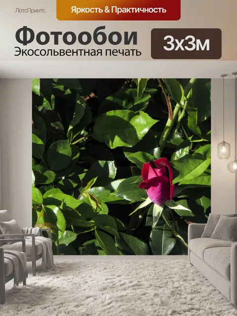 Фотообои Бутон красной розы