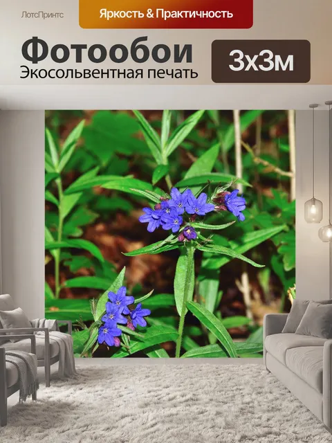Фотообои Цветок