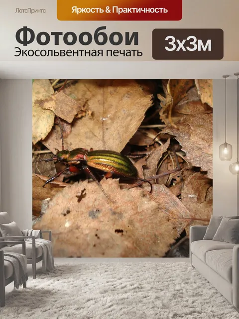 Фотообои Жук