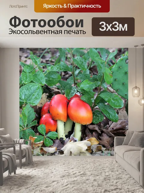 Фотообои Группа грибов Amanita jackson