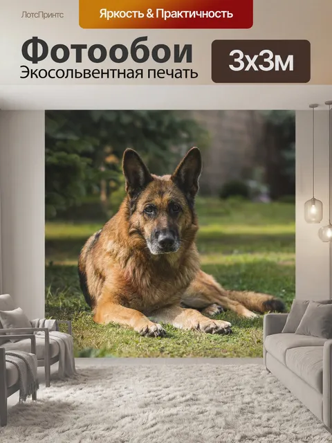 Фотообои Немецкая овчарка