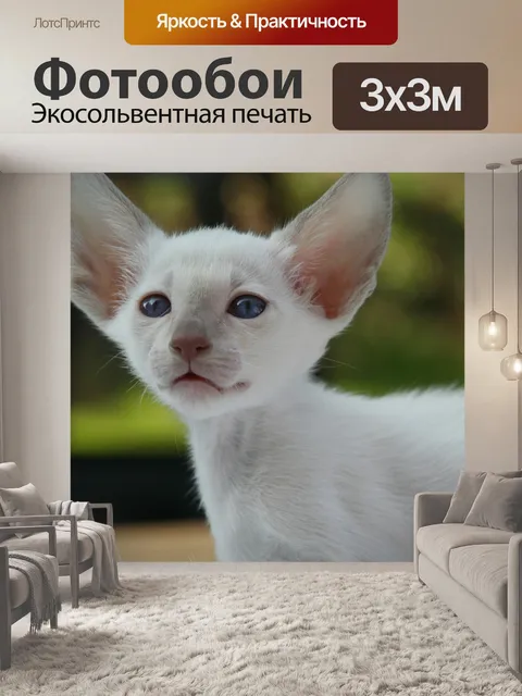 Фотообои Сиамский