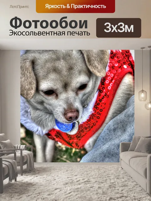 Фотообои Рождественская собака чихуахуа