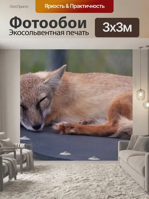 Фотообои Лисица-корсак