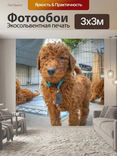 Фотообои Goldendoodle