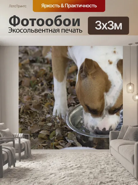 Фотообои Собака