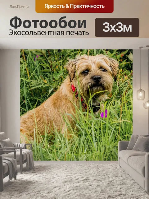 Фотообои Бордер терьер Собака В высокой траве