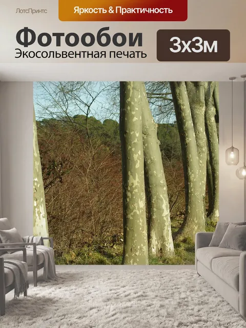 Фотообои Платаны