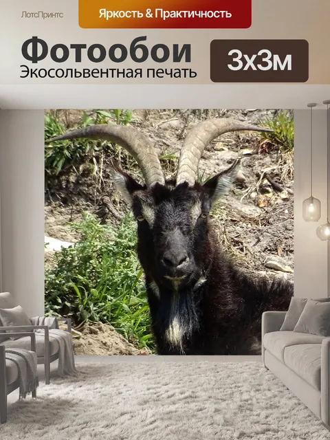 Фотообои Горный козел дает мне взгляд