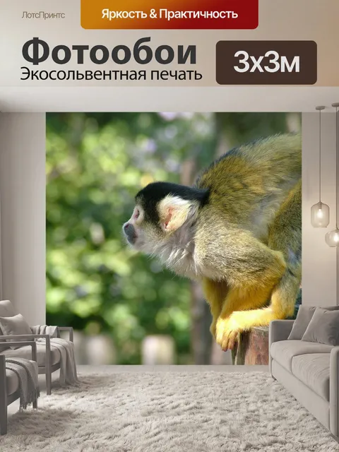 Фотообои Обезьяна