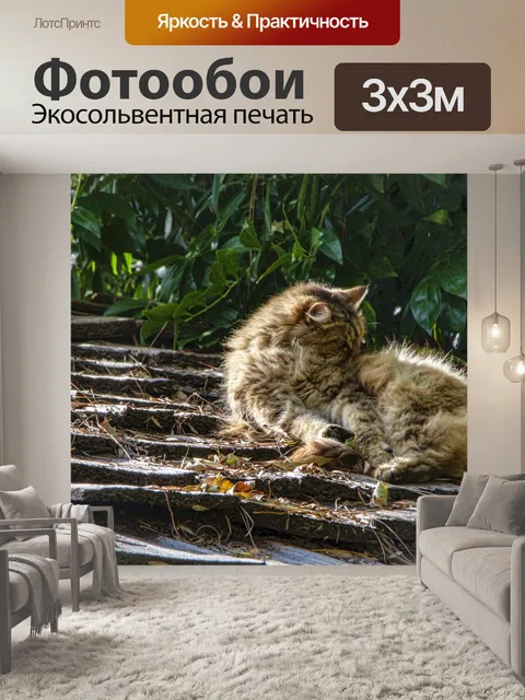 Фотообои кот на крыше