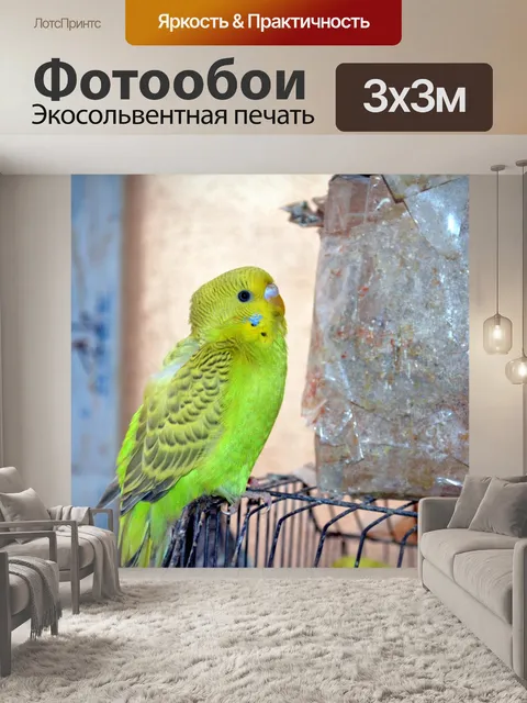 Фотообои длиннохвостый попугай