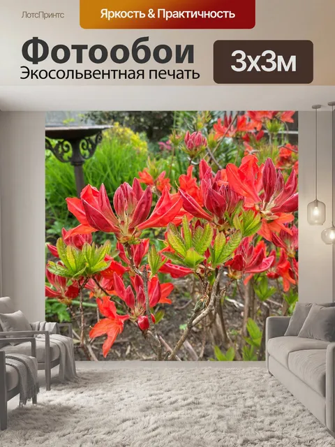 Фотообои Красная азалия