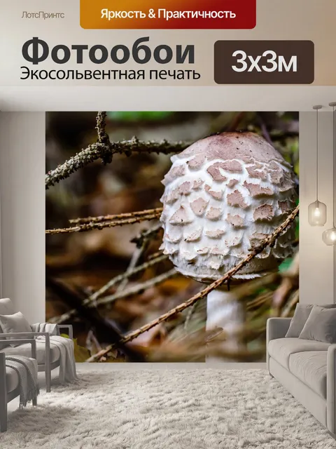 Фотообои Диск грибок