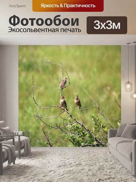 Фотообои Южный красный епископ самка птицы