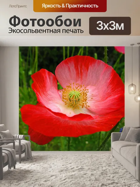 Фотообои Маки
