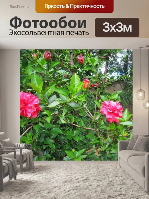 Фотообои розовые цветы гибискуса