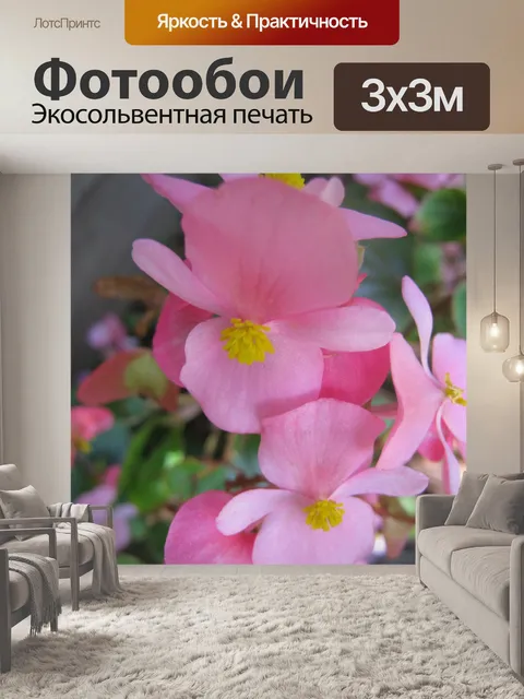 Фотообои Крупным планом розовый Бегония