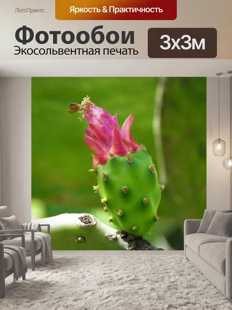 Фотообои Цветок кактуса