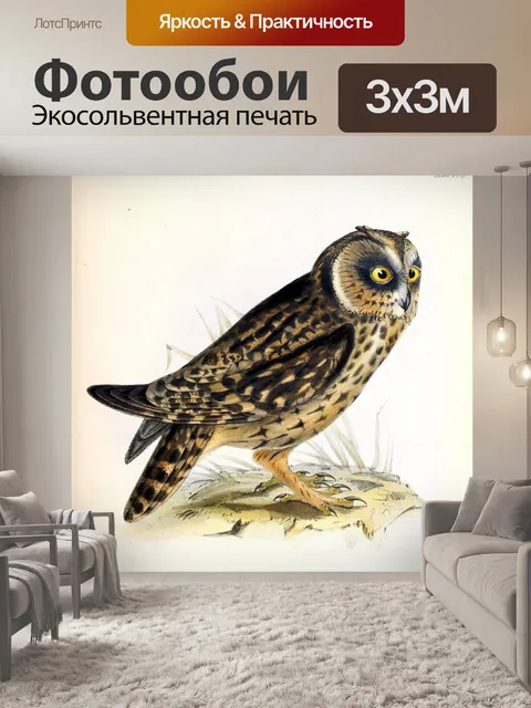 Фотообои Винтажная сова старая иллюстрация