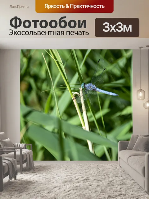 Фотообои стрекоза