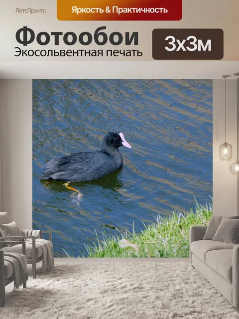 Фотообои Черная утка